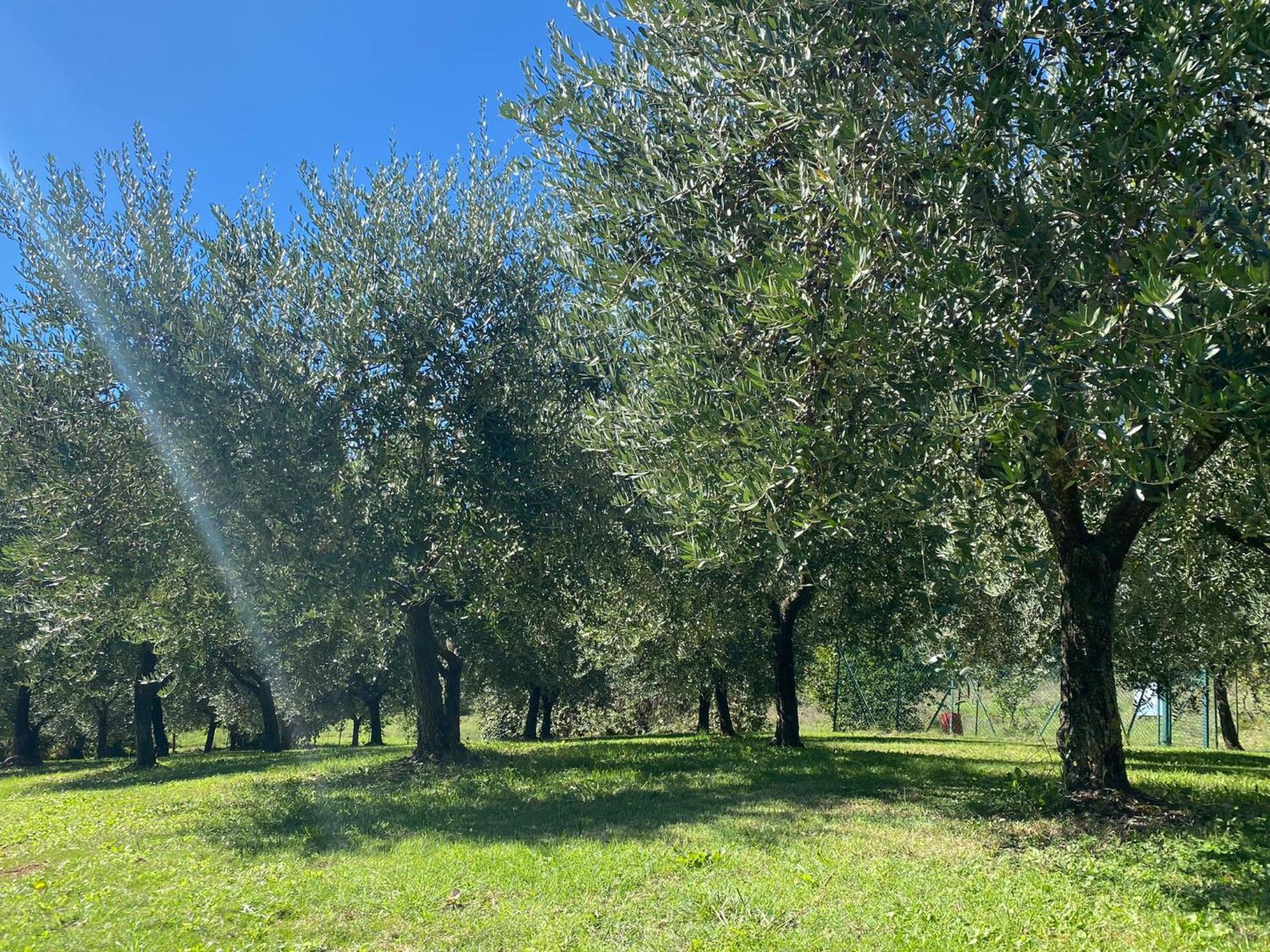 Podere Casanuova San Gimignano Exterior foto